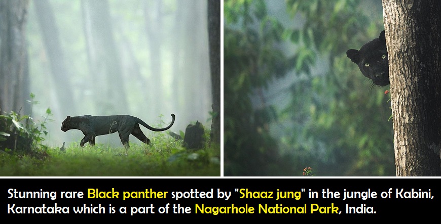Rare black panther spotted in the jungle of Kabini India