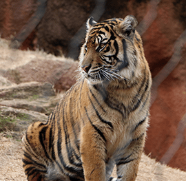 Gwalior Zoo (Zoological Park)